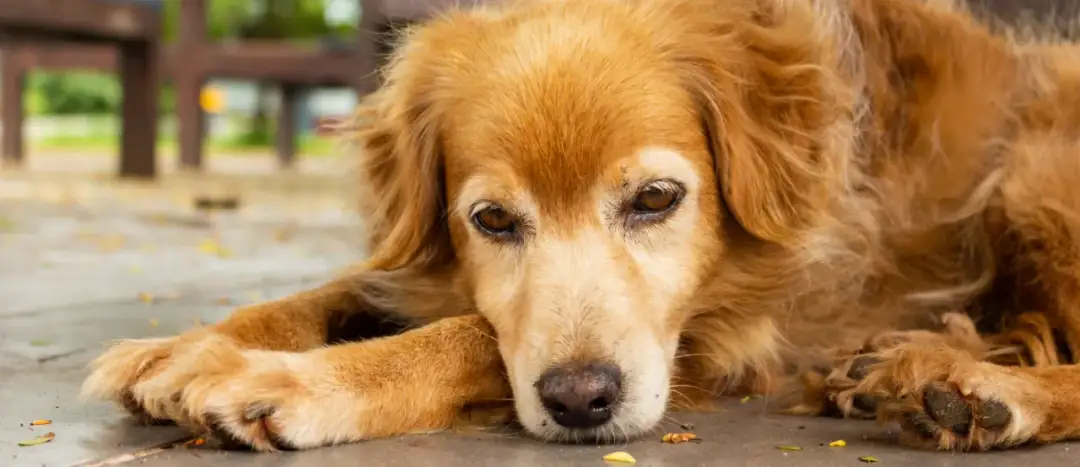 Toksyczny bukszpan dla psa: objawy, pierwsza pomoc i jak chronić pupila