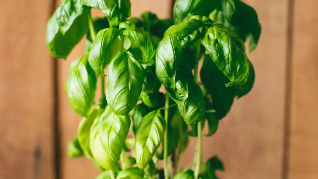 Jak sadzić bazylię w doniczce? Prosty przewodnik krok po kroku