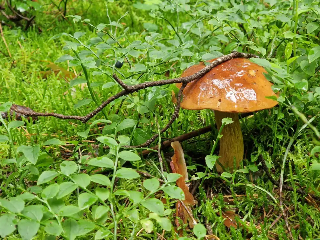 Co zjada grzyby w lesie? Rozszyfruj ślady i poznaj prawdę!