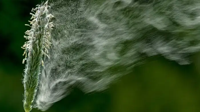 Alergia co pyli w sierpniu: najgroźniejsze pyłki i ich objawy