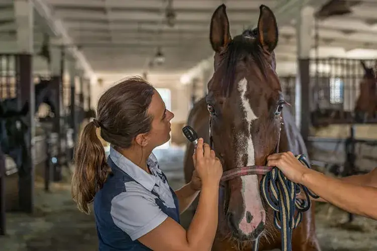Ile kosztuje weterynarz dla konia? Sprawdź, by uniknąć niespodzianek!