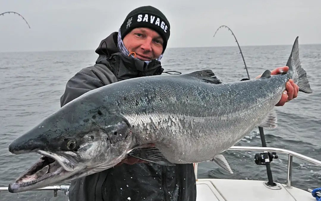 Wędkarz z dumą prezentuje okazałego łososia złowionego w Bałtyku. To dowód, że w bałtyku są łososie!