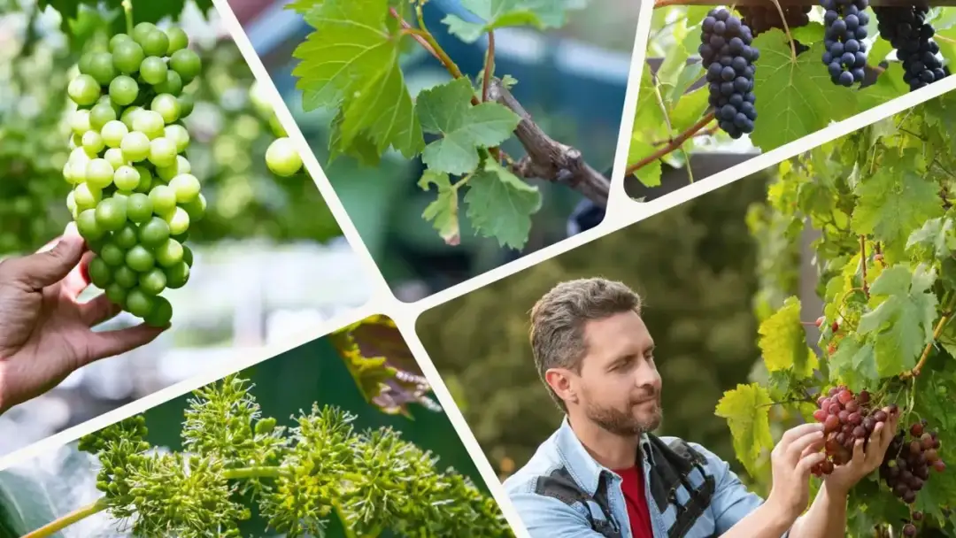 Jak uprawiać winogrona: proste sposoby na zdrowe i smaczne owoce