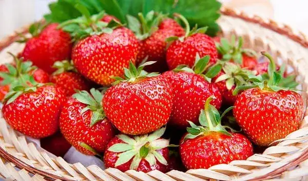 Truskawka Polka kiedy owocuje - poznaj najlepszy czas na zbiory