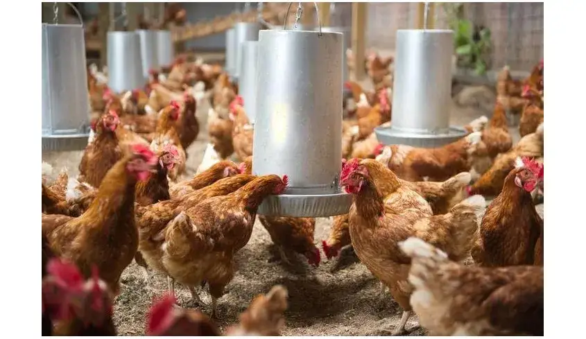 Drób hodowlany: Jak skutecznie hodować ptaki dla mięsa i jajek