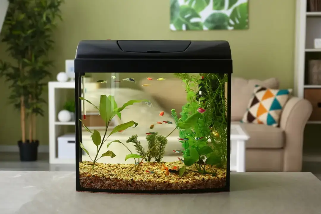 Jakie rybki do akwarium 4l: idealne małe ryby dla początkujących