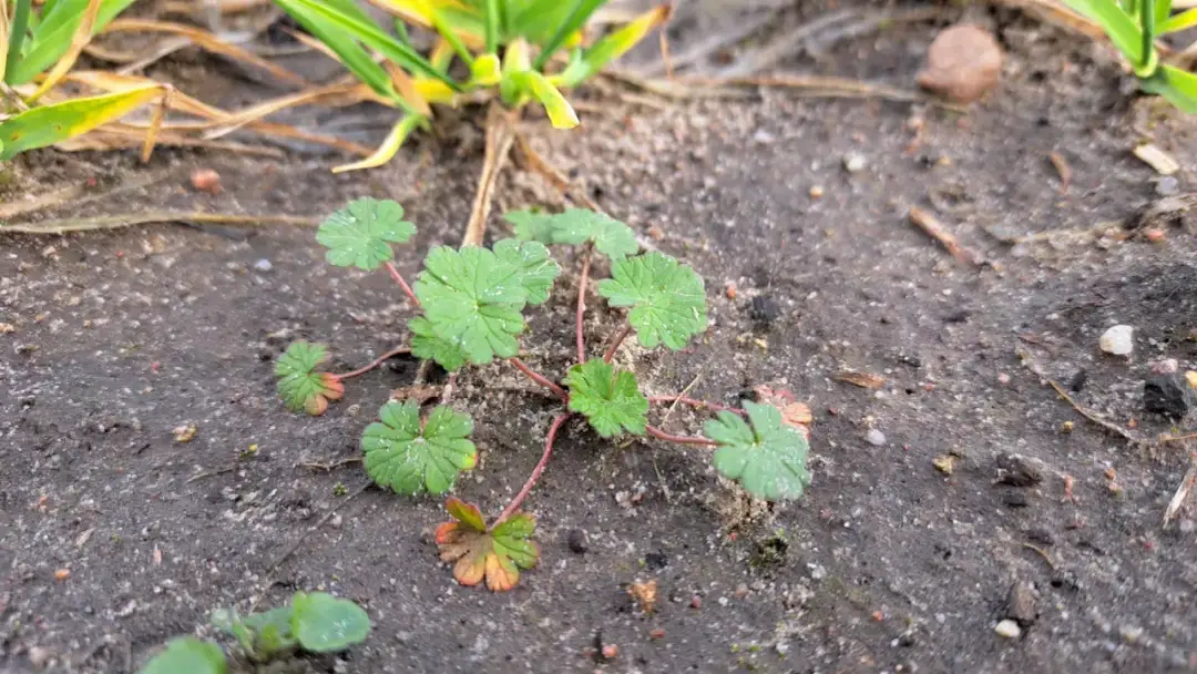 Jak skutecznie zwalczyć bodziszek chwast i chronić plony?