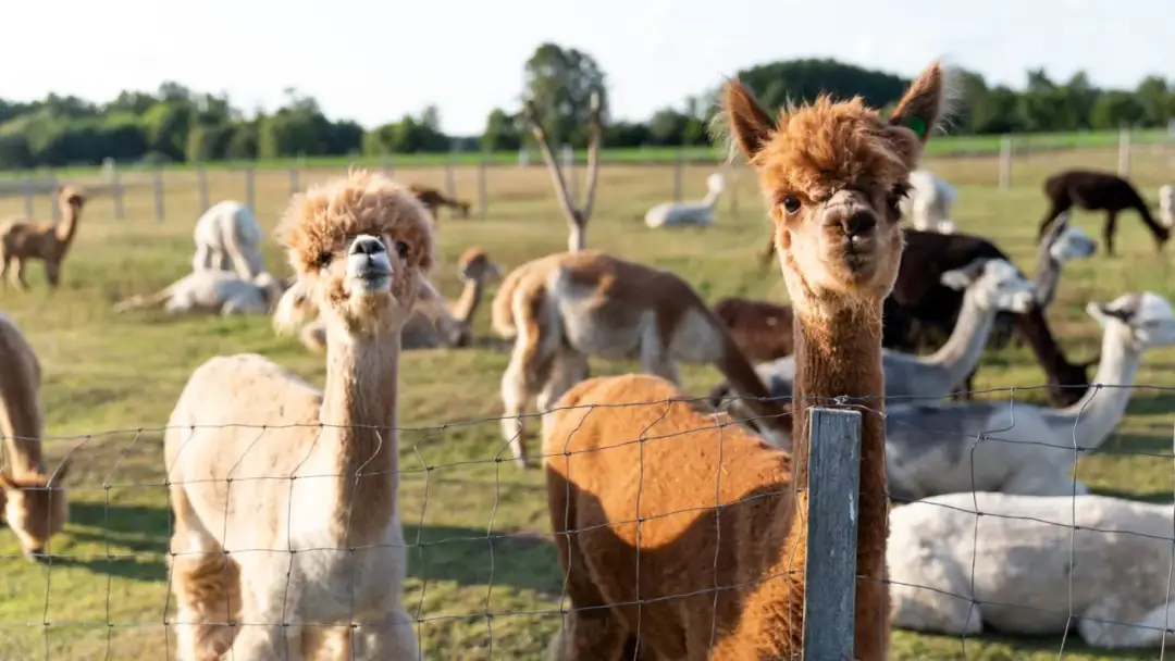 Hodowla alpak czy się opłaca? Sprawdź koszty i zyski tej inwestycji
