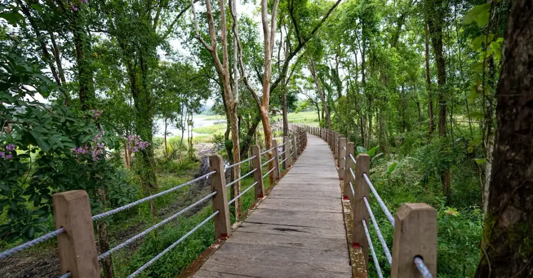 Jak zwiedzić ścisły rezerwat Białowieży bez przewodnika? Poradnik