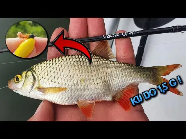 Jak uzbroić wędkę na spinning, aby uniknąć najczęstszych błędów