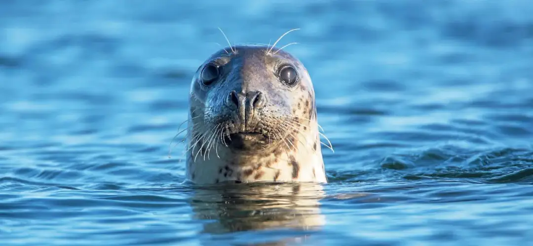 Co żyje w Bałtyku? Odkryj tajemnice morskiej fauny i flory