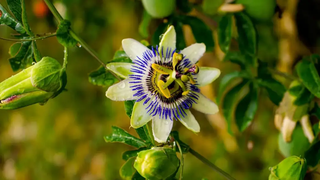 Jakie pnącza wieloletnie na balkon w bloku - piękne i łatwe w pielęgnacji
