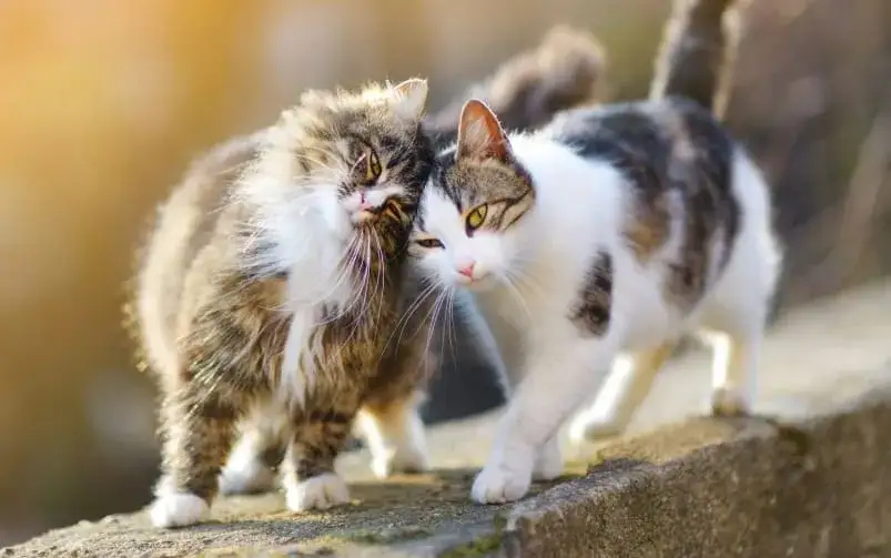 Rujka u wysterylizowanej kotki? Poznaj przyczyny i rozwiązanie