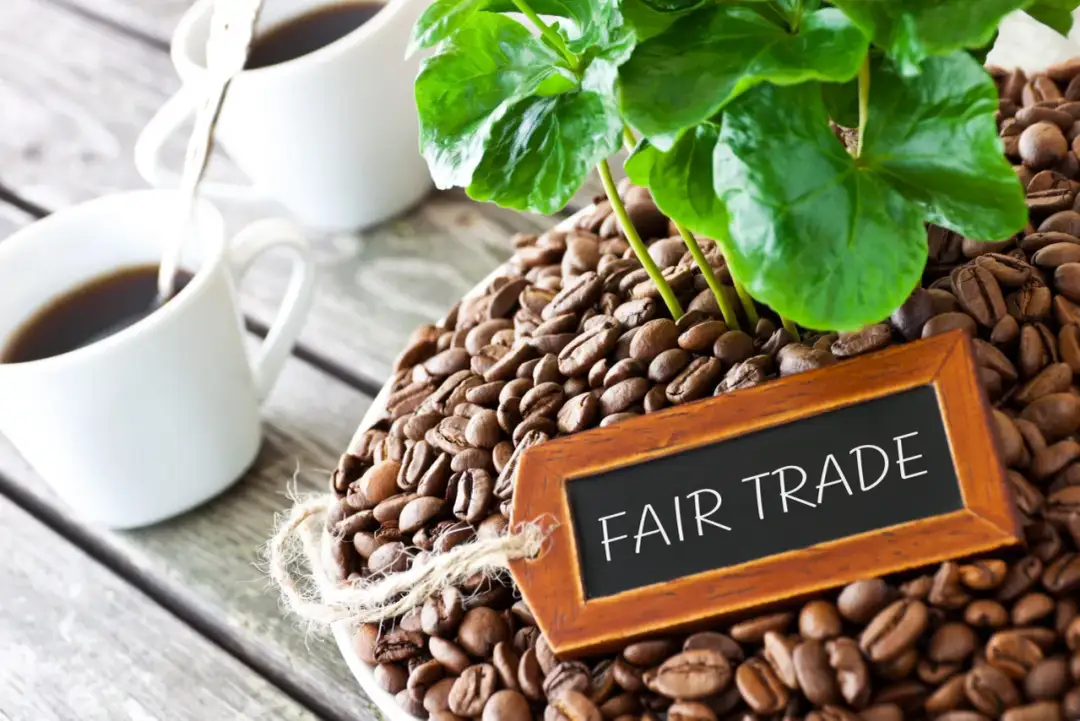 Ziarna kawy i filiżanki z kawą, z tabliczką "FAIR TRADE". Handel sprawiedliwy to korzyści dla producenta i sprzedawcy, zapewniając godne warunki i ceny.