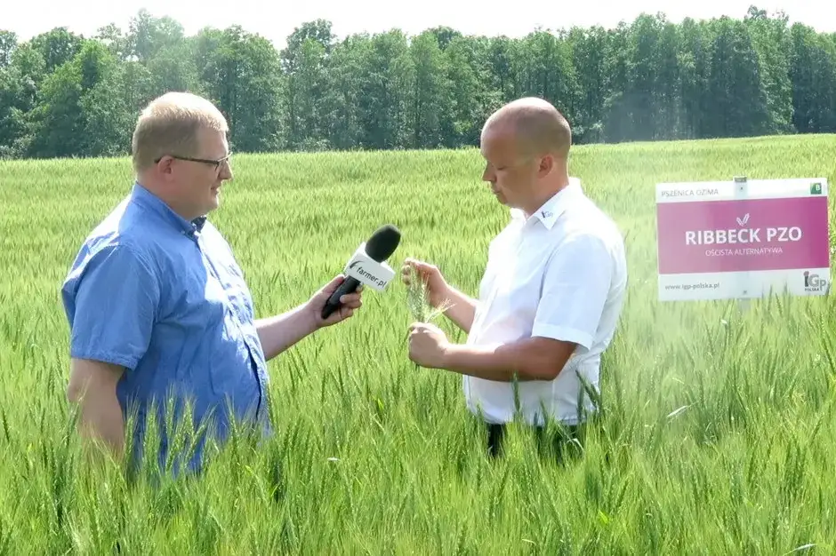 Pszenica na słabe gleby: Odmiany i agrotechnika na V i VI klasę