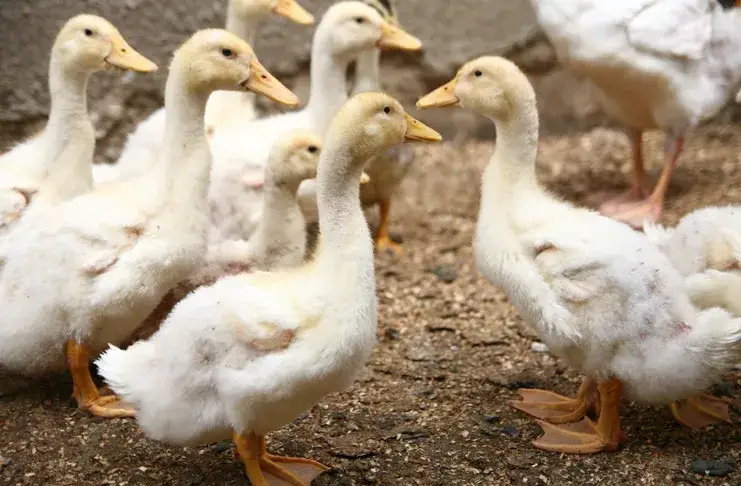 Kaczka - długość życia ptaka w różnych warunkach