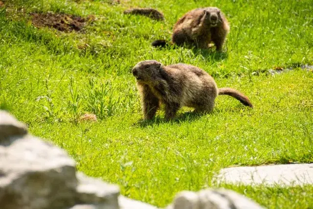 Mini zoo w Zakopanem to raj dla dzieci i dorosłych. Powody do wizyty