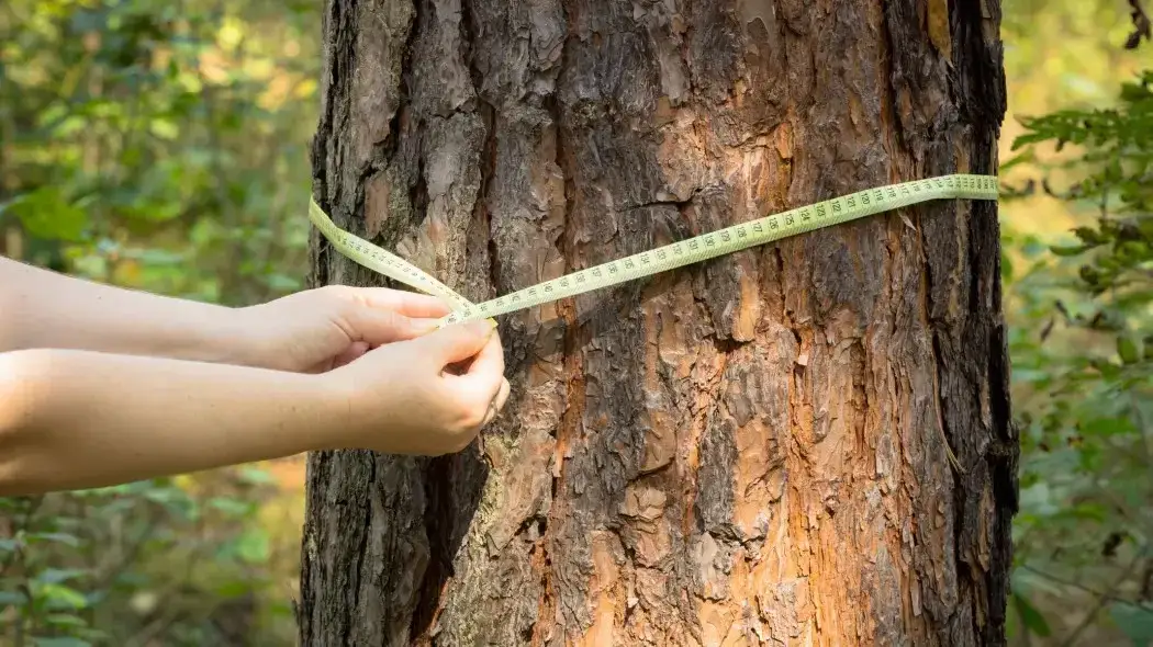 Kiedy wyciąć drzewo na działce bez pozwolenia? Sprawdź limity