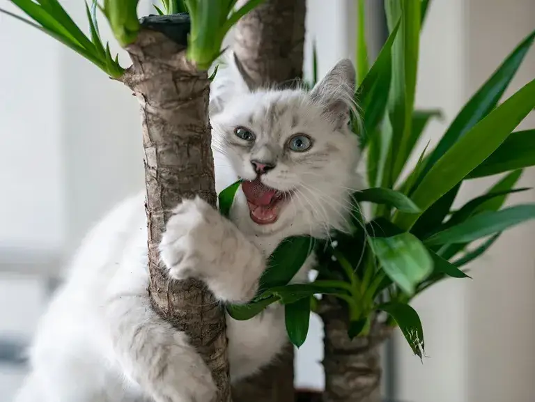 Czy Twoja palma jest trująca dla kota? Co musisz wiedzieć