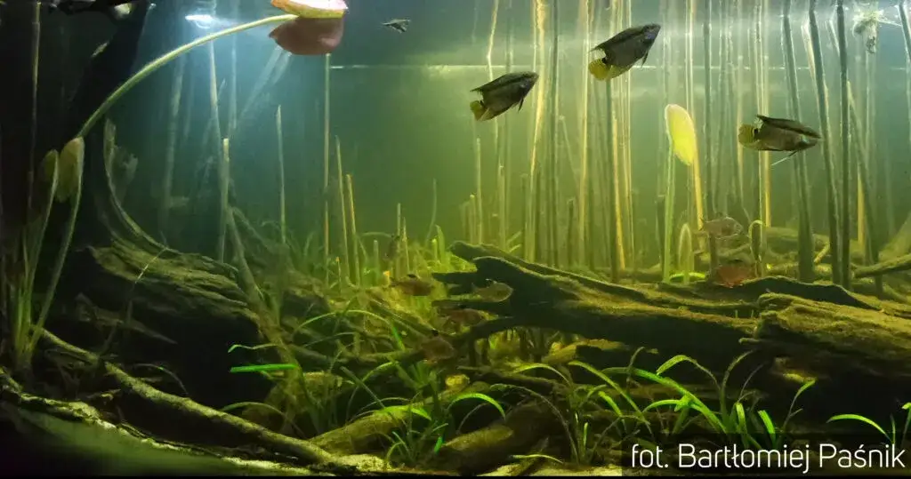 Jak długo dojrzewa akwarium? Kompleksowy proces krok po kroku
