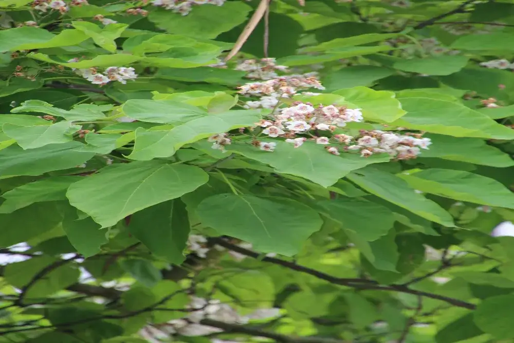 Katalpa: Kiedy kwitnie? Jak pobudzić obfite kwitnienie?