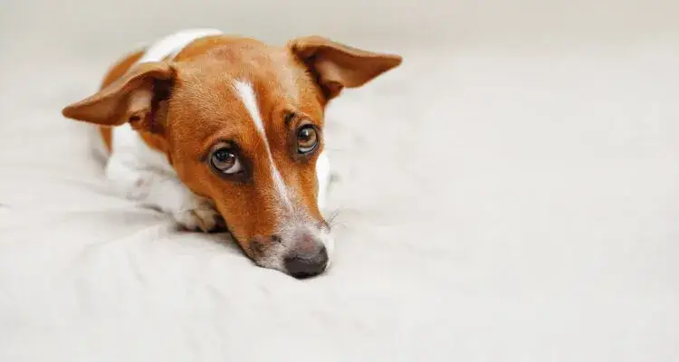 Wrażliwy żołądek u psa: przyczyny, objawy i skuteczne leczenie