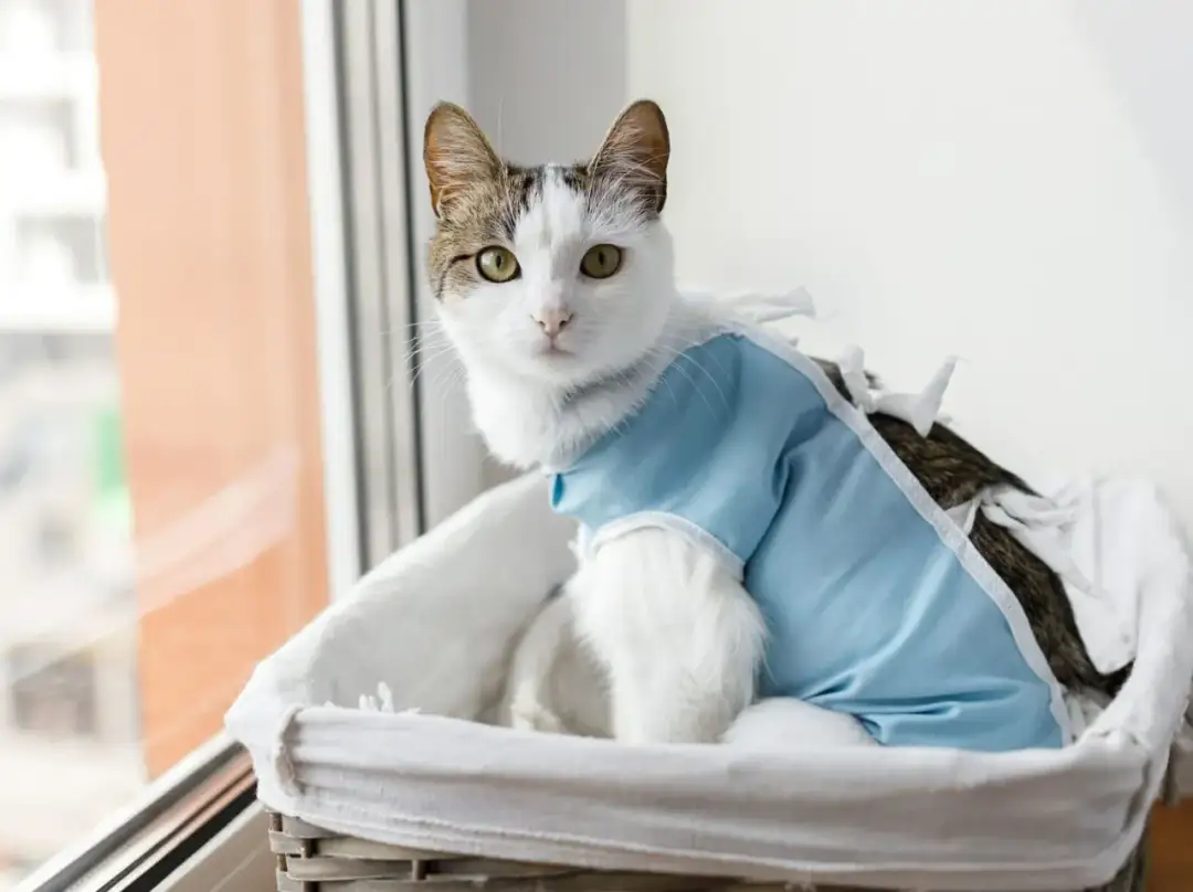 Ruja po kastracji kotki? Przyczyny, objawy i leczenie