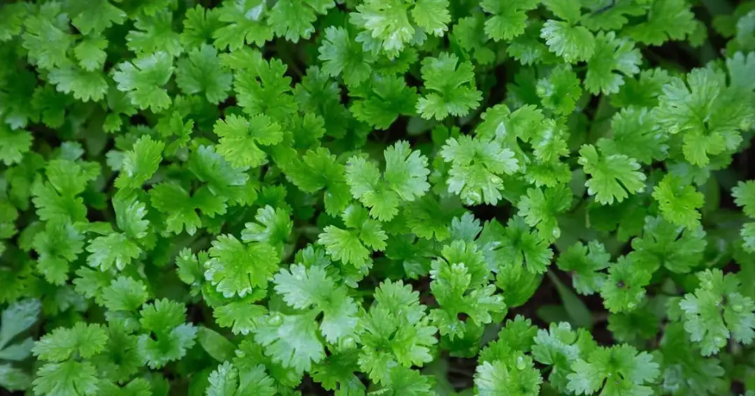 Jak wygląda roślina kolendra? Odkryj jej niezwykłe cechy i wygląd