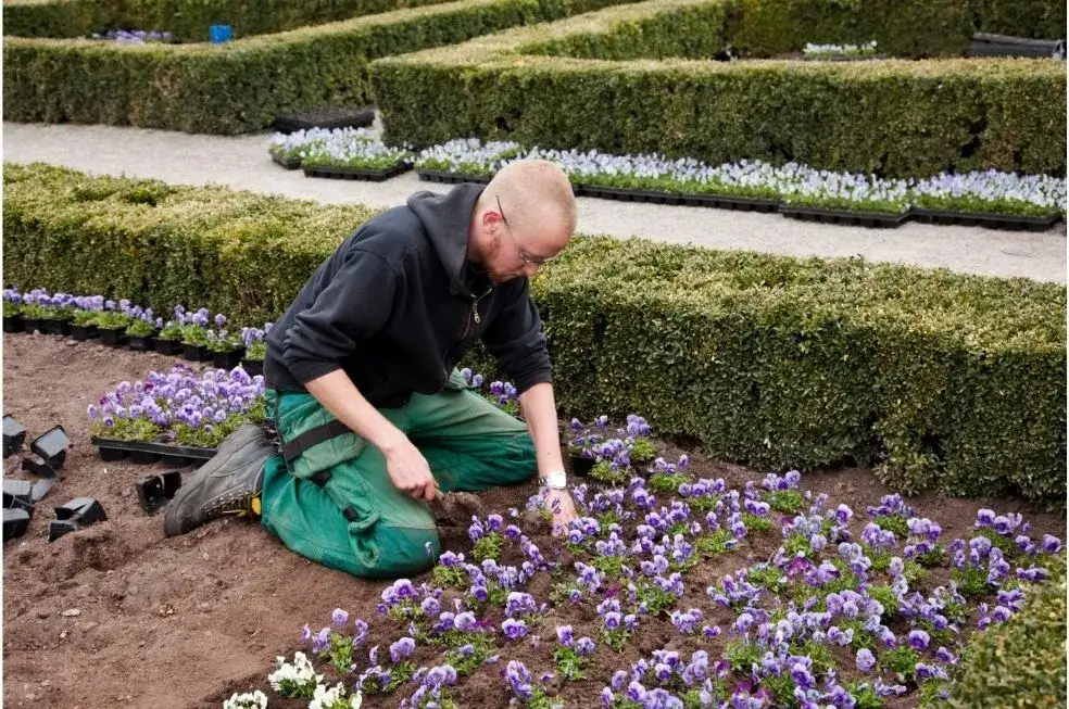 Jak uprawiać bratki: proste sposoby na piękne kwiaty w ogrodzie