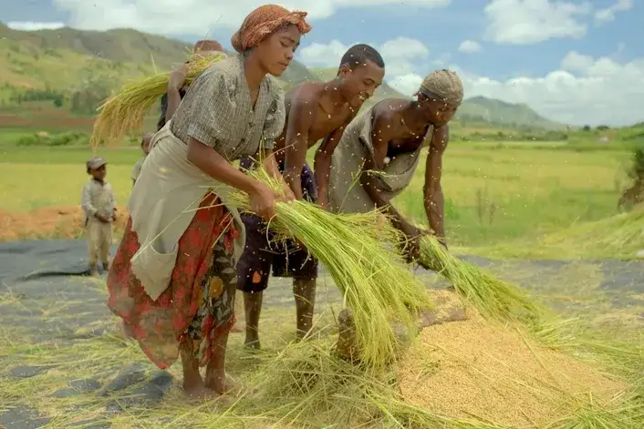 Jak uprawia się ryż - skuteczne metody i najczęstsze błędy