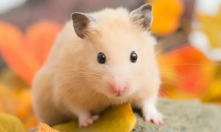 Jak wytresować chomika syryjskiego: 5 skutecznych kroków do oswojenia