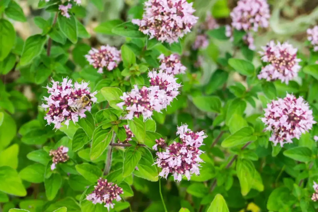 Oregano a majeranek jak odróżnić: kluczowe różnice i zastosowania