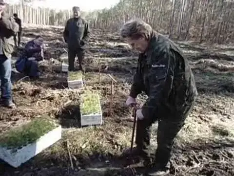 Ile można zarobić na sadzeniu lasu? Poznaj dotacje i premie
