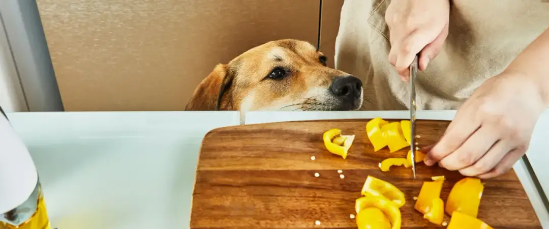 Czy pies może jeść paprykę? Bezpieczne odmiany i ważne wskazówki