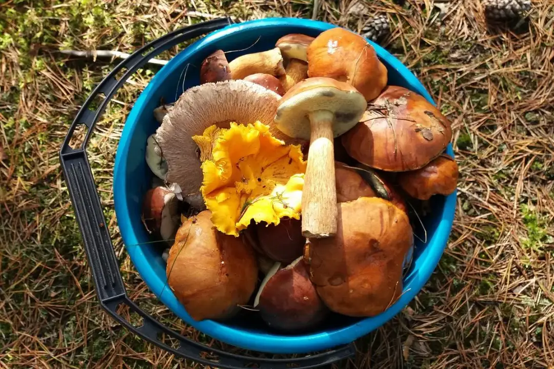 Szczecin: Gdzie na grzyby? Sprawdzone miejscówki i porady eksperta