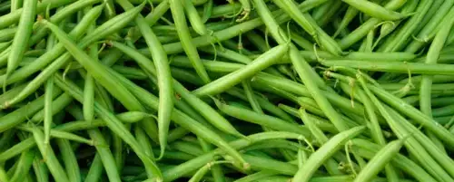 Czy fasola jaś jest bezpieczna dla psa? Konsekwencje zdrowotne i zalecenia