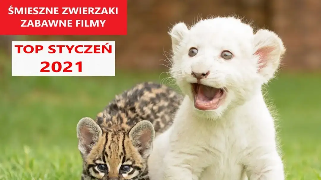 Najśmieszniejsze filmy o zwierzętach, które rozbawią każdego do łez