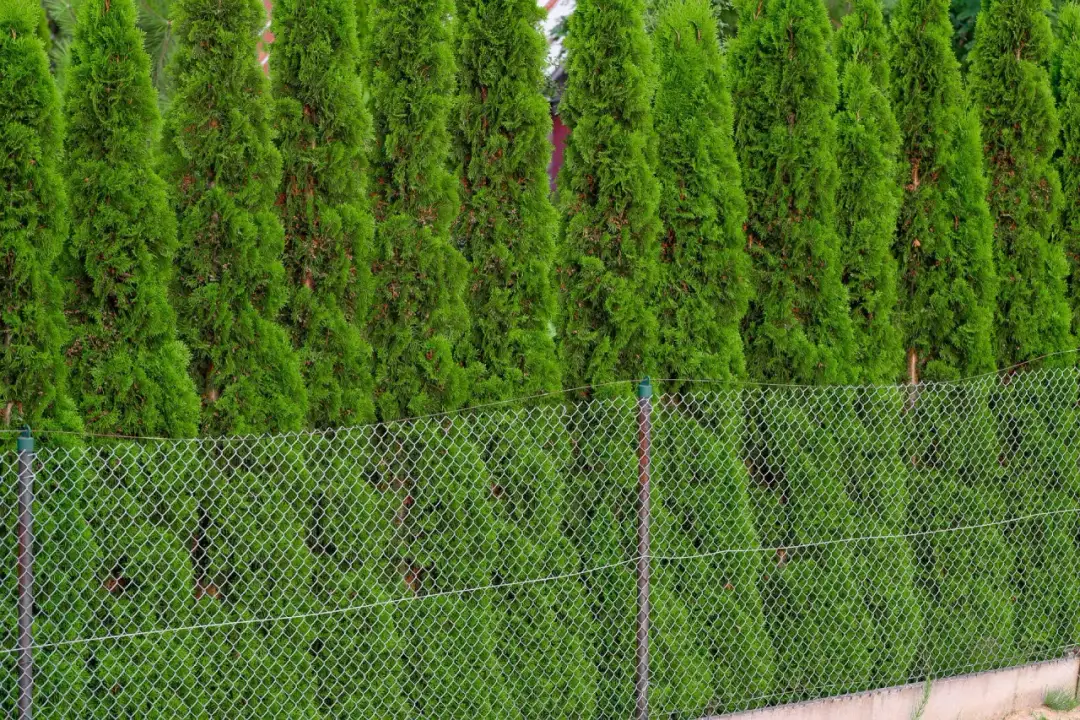 Ile cm od płotu sadzić tuje, by uniknąć problemów z ich wzrostem?