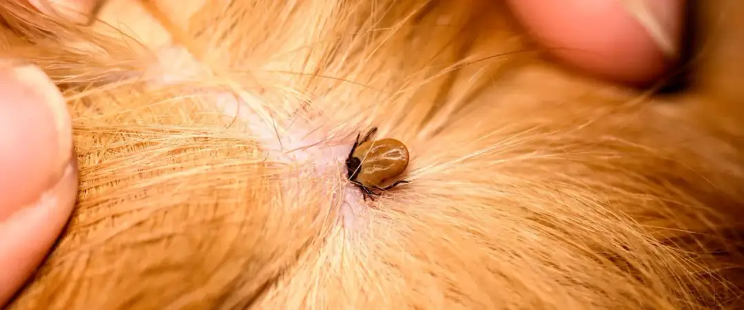 Pies z AZS i kleszcze: Naturalna ochrona. Co musisz wiedzieć?