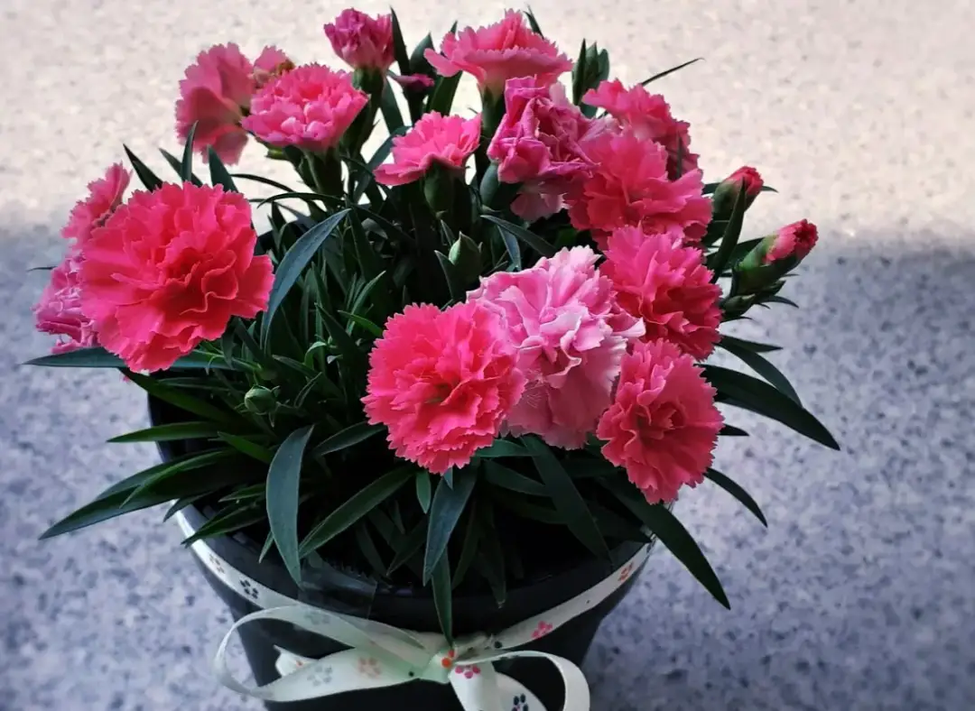 Jak uprawiać goździk Pink Kisses: sekrety idealnej pielęgnacji