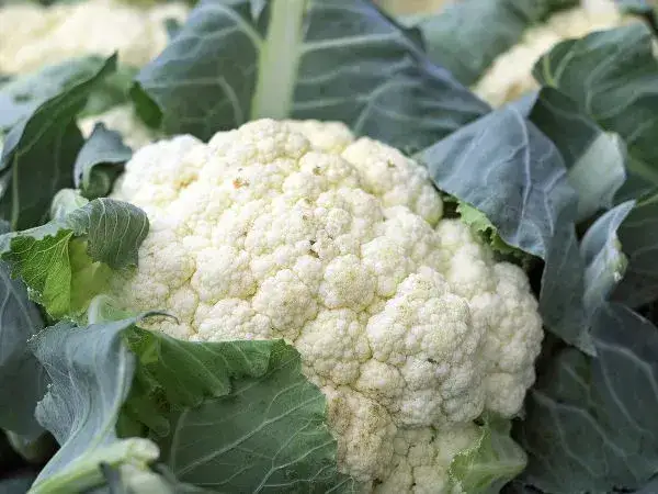 Kiedy sezon na kalafiora? Odkryj najlepszy czas na jego smak