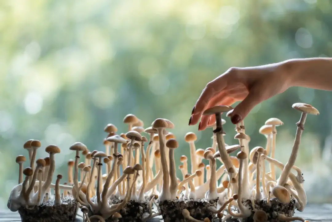 Grzyby psychoaktywne w Polsce: Identyfikacja, Prawo i Zagrożenia