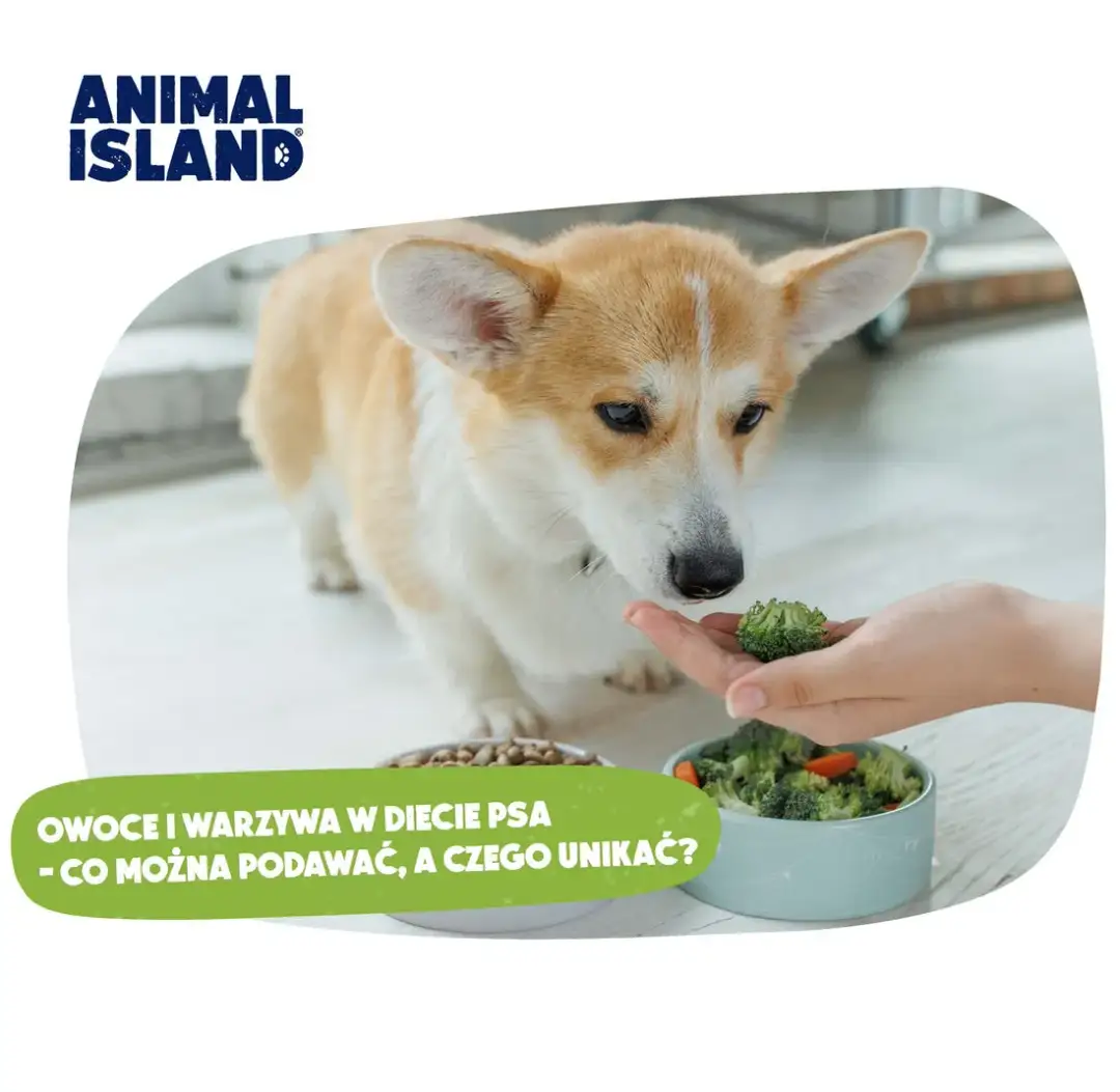 Kiedy szczeniak może jeść owoce? Bezpieczne smaki dla pupila