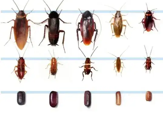 Jak rozmnażają się karaluchy? Zaskakujące fakty o ich cyklu życia