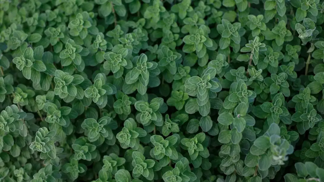 Świeże oregano do czego pasuje – odkryj jego niezwykłe zastosowania w kuchni
