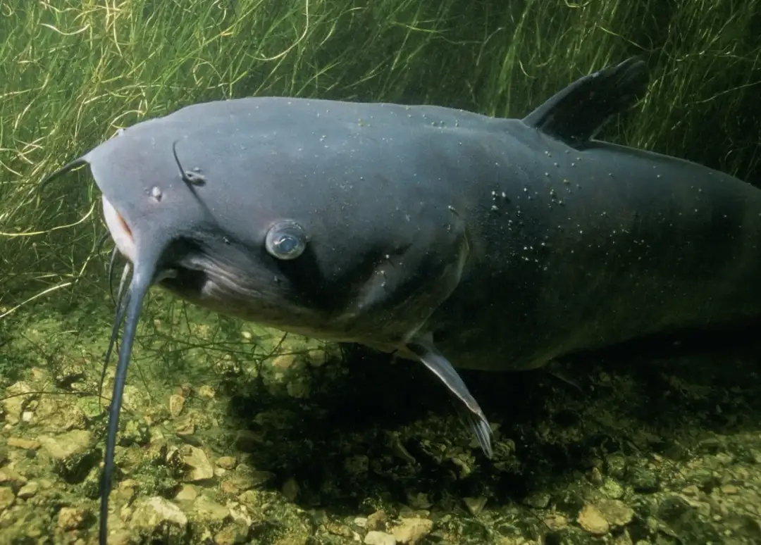 Na co złapać suma z gruntu – skuteczne przynęty i techniki łowienia