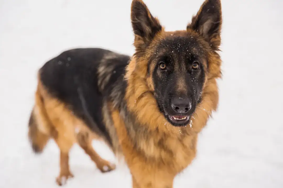 Czy owczarki niemieckie lubią dzieci? Odkryj ich temperament i relacje