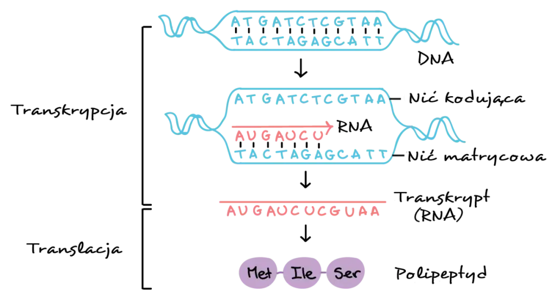 Transkrypcja: Jak DNA staje się RNA? Proces krok po kroku