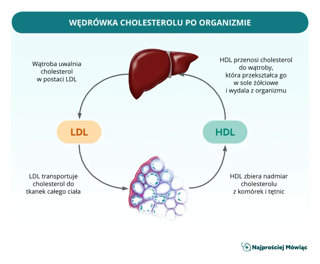 Cholesterol HDL/LDL: Oblicz i zinterpretuj wskaźniki ryzyka