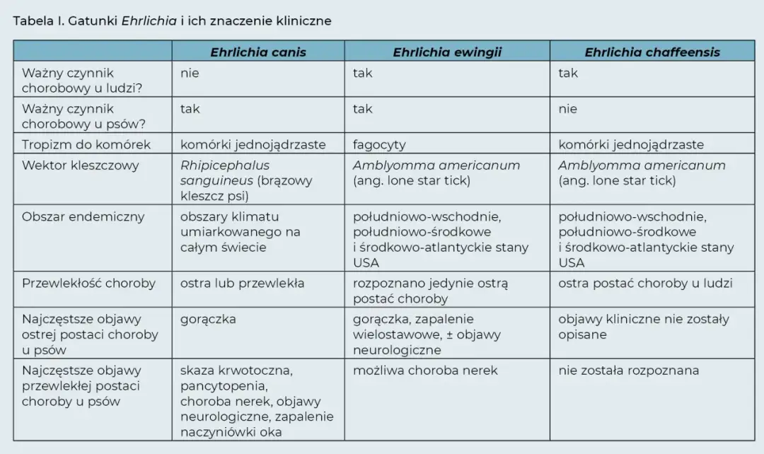 Pies dziwnie się zachowuje? To może być erlichioza neurologiczna Pies dziwnie się zachowuje? To może być erlichioza neurologiczna